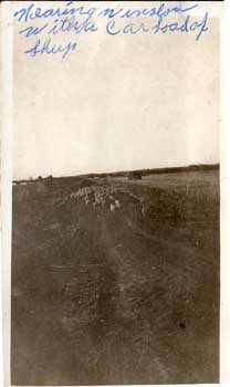 Nearing Winslow with sheep