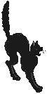 Black cat